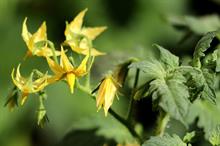 Tomato plant